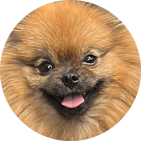Noni, our dog